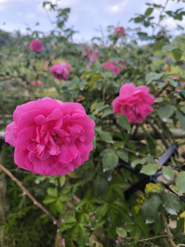 Hoa hồng leo Pháp ME Isaac Pereire nở rực rỡ trên giàn hoa