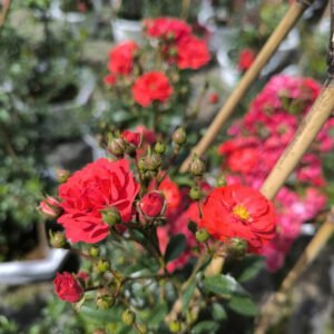 hoa hồng leo red fairy