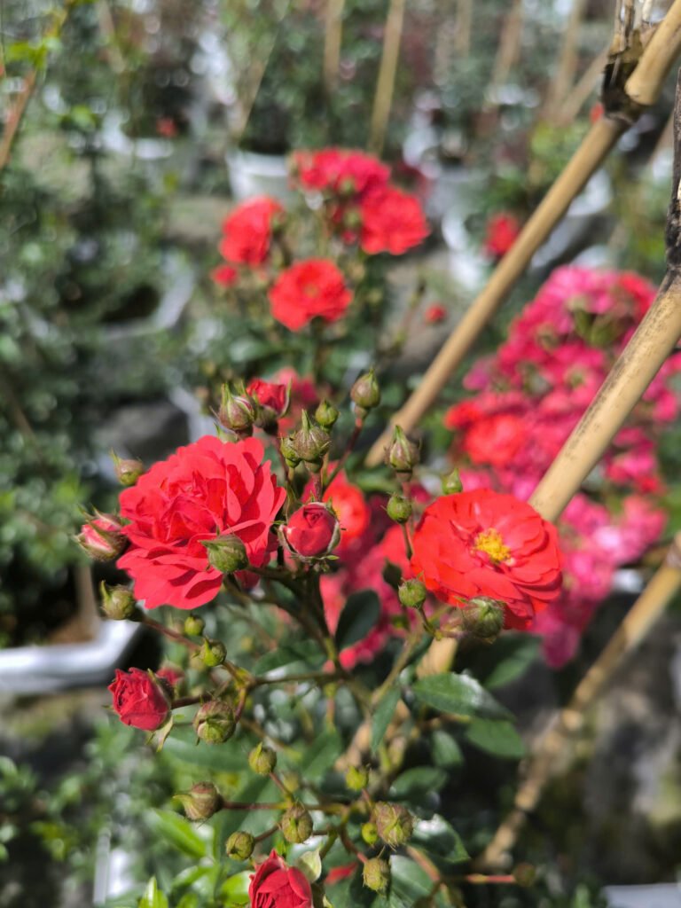 Hoa Hồng Leo Đỏ Red Fairy nở rực rỡ trên giàn hoa sân vườn