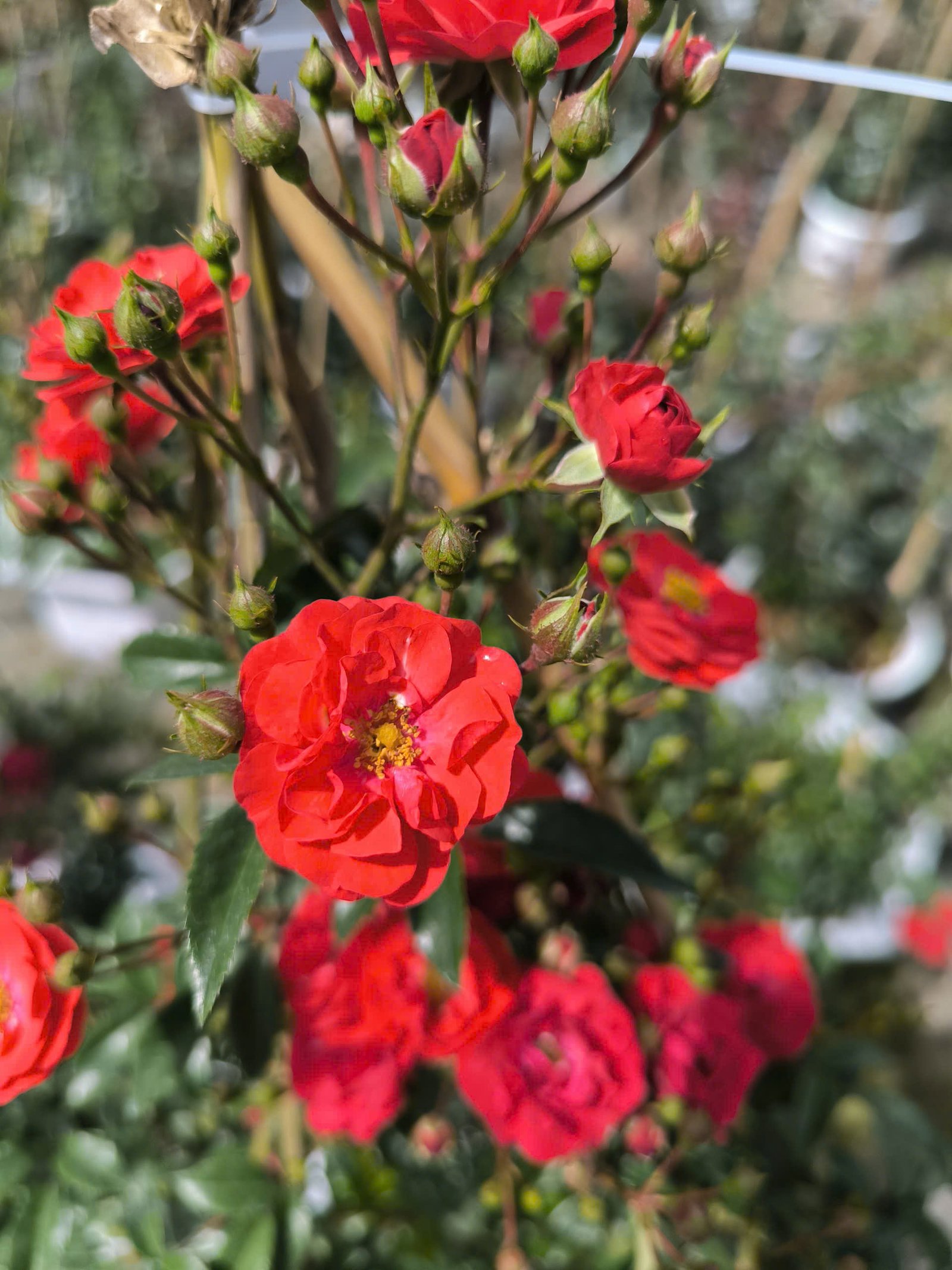 hoa hồng leo red fairy hoa hồng leo red fairy