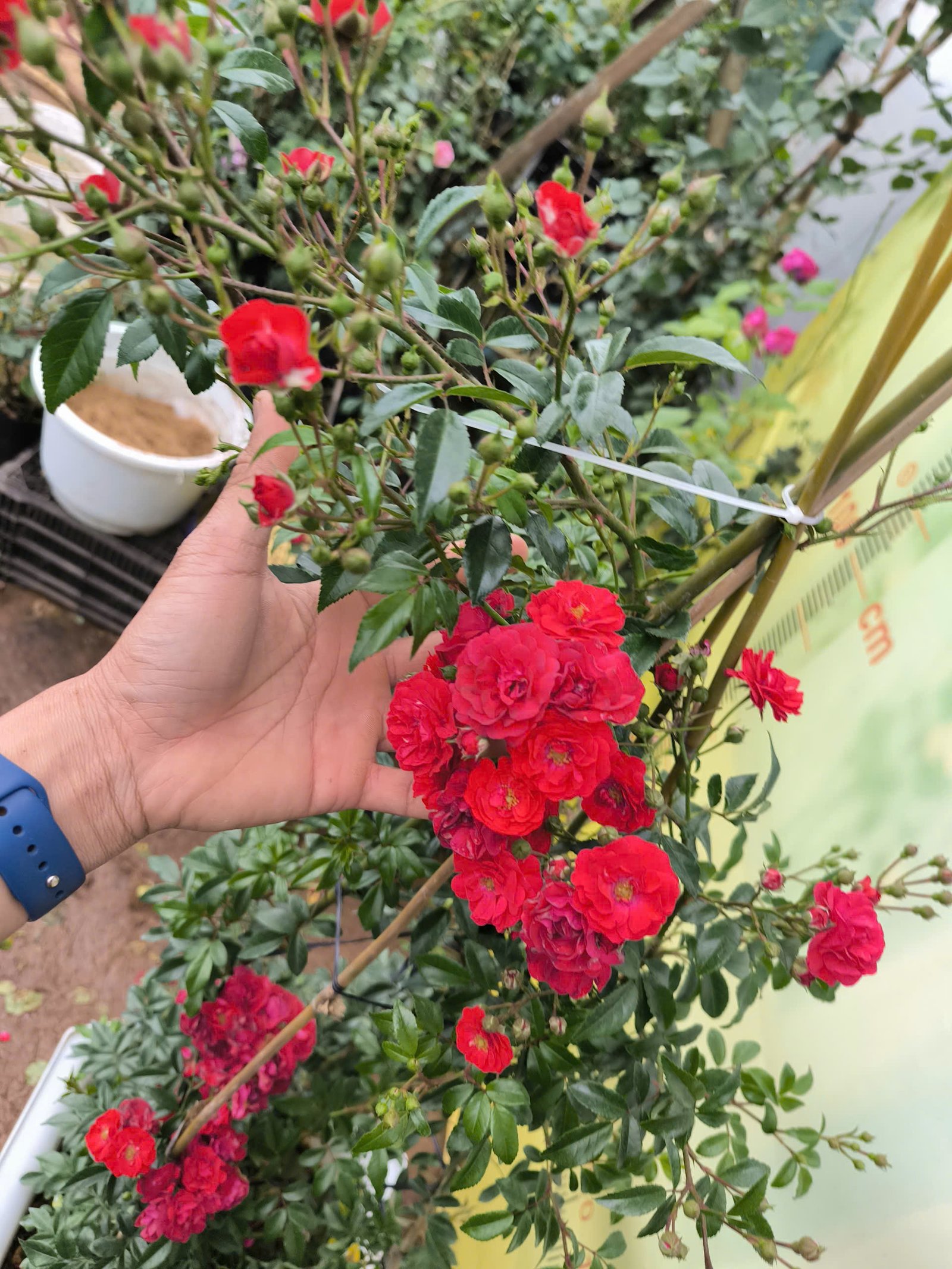 hoa hồng leo red fairy hoa hồng leo red fairy