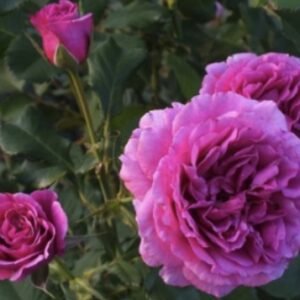 hoa hồng leo scented air