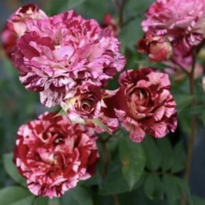 hoa hồng leo sọc belle d’espinouse