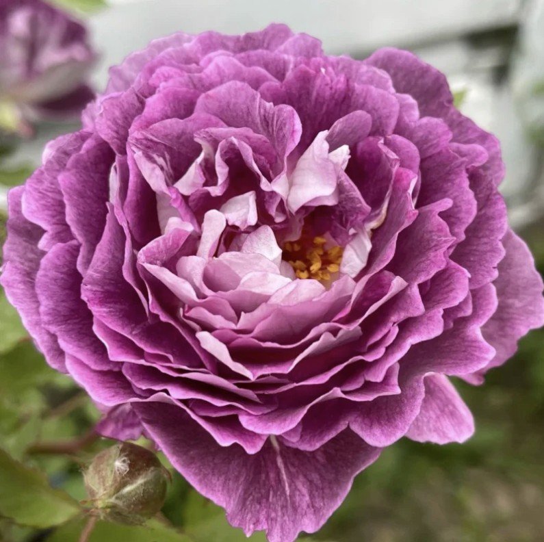 hoa hồng leo tím society hoa hồng leo tím society