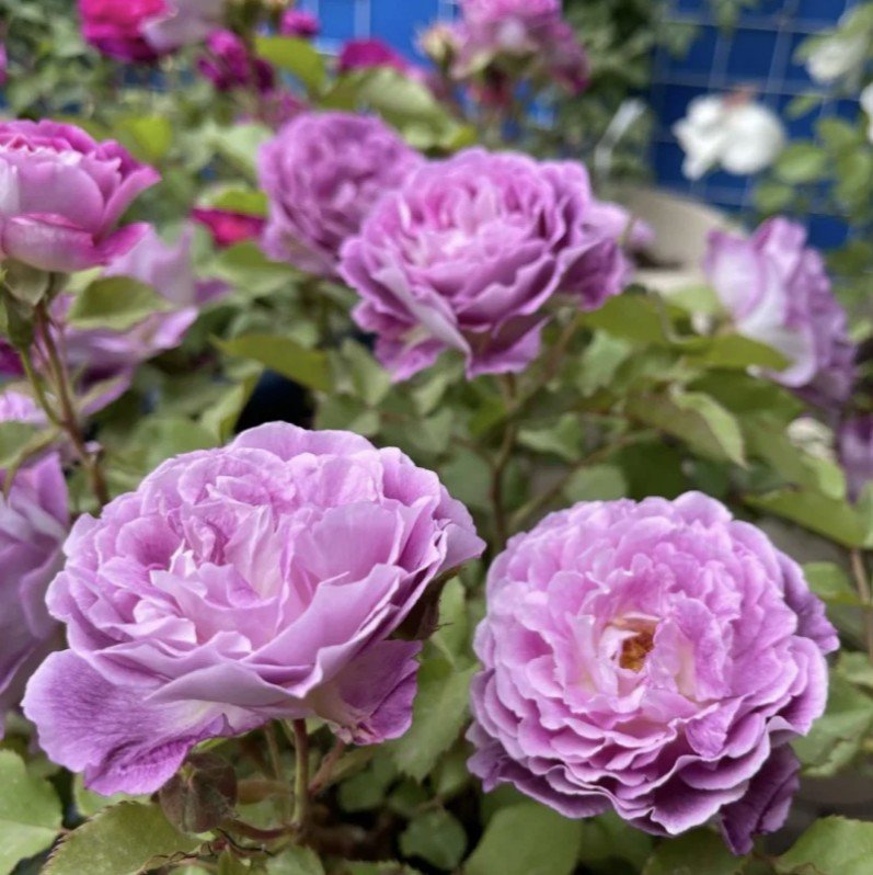 hoa hồng leo tím society hoa hồng leo tím society