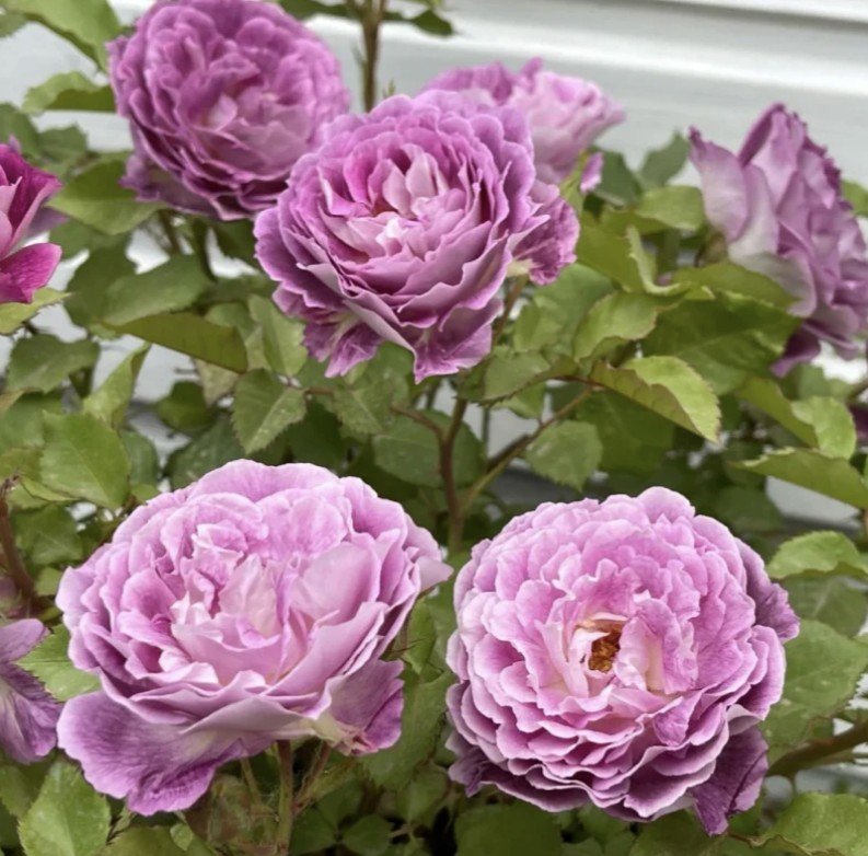 hoa hồng leo tím society hoa hồng leo tím society