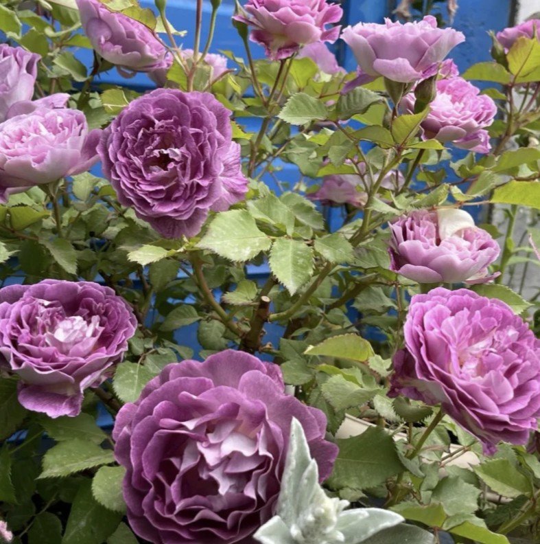 hoa hồng leo tím society hoa hồng leo tím society