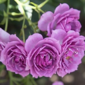 hoa hồng leo tím lavender