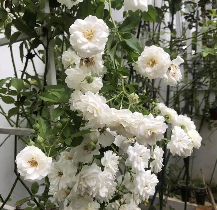 hoa hồng leo trắng friendship of strangers hoa hồng leo trắng friendship of strangers