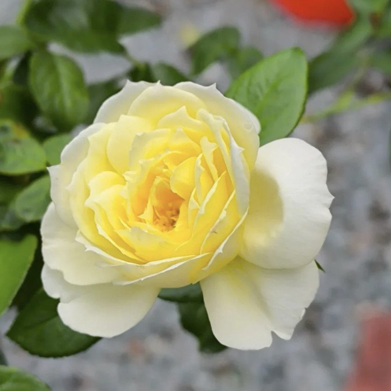 hoa hồng leo vàng amnesty international hoa hồng leo vàng amnesty international