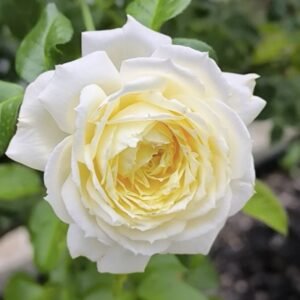 hoa hồng leo vàng amnesty international