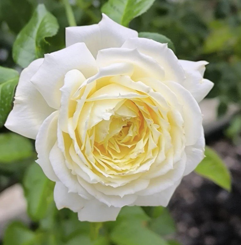 hoa hồng leo vàng amnesty international hoa hồng leo vàng amnesty international