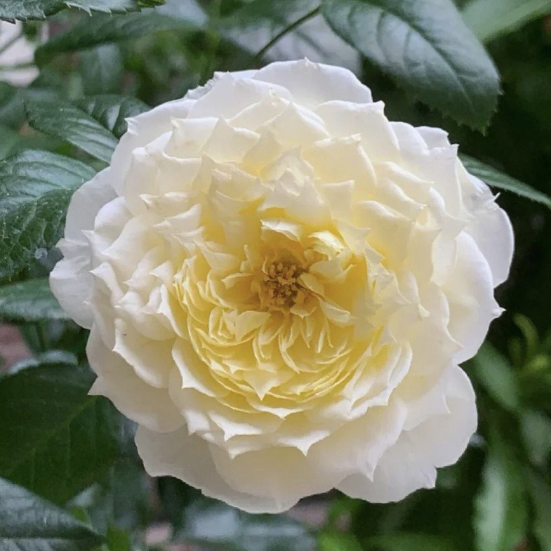 hoa hồng leo vàng amnesty international hoa hồng leo vàng amnesty international