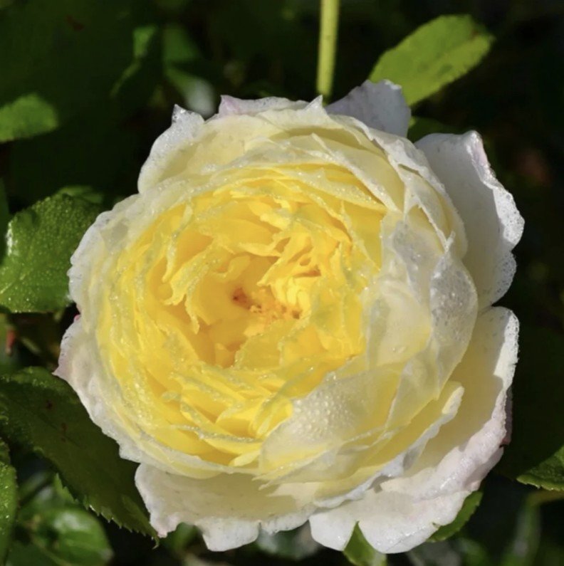 hoa hồng leo vàng amnesty international hoa hồng leo vàng amnesty international