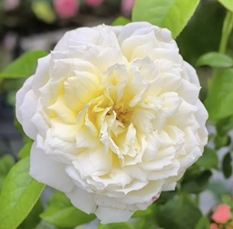 hoa hồng leo vàng amnesty international hoa hồng leo vàng amnesty international