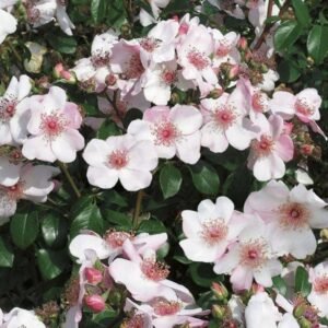 hoa hồng leo sweet pretty