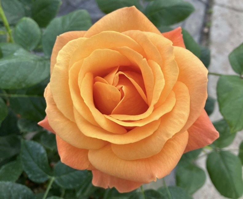 hoa hồng ngoại ibiza hoa hồng ngoại ibiza