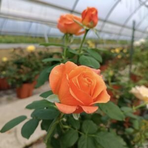 hoa hồng ngoại ibiza