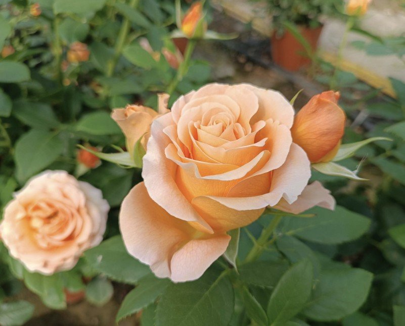 hoa hồng ngoại ibiza hoa hồng ngoại ibiza