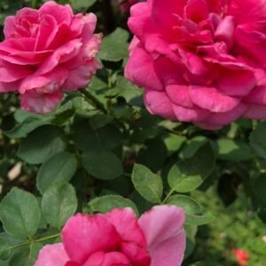 hoa hồng ngoại jennifer