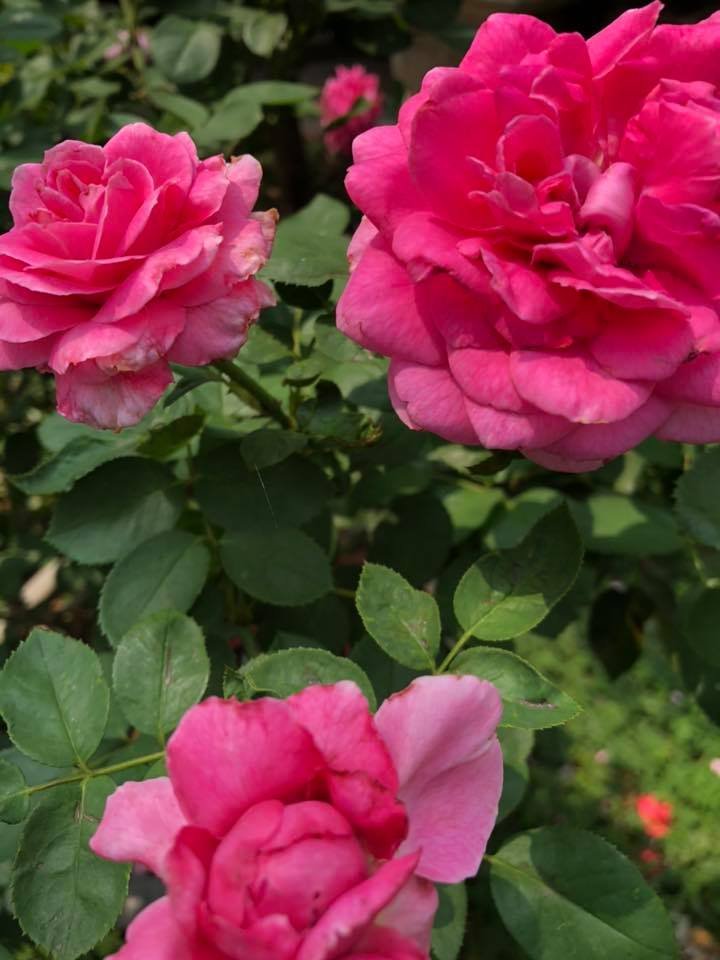 hoa hồng ngoại jennifer hoa hồng ngoại jennifer