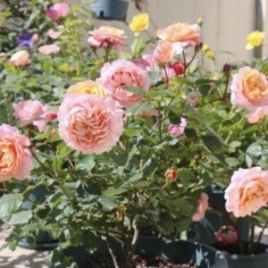 hoa hồng ngoại julieta