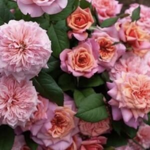 hoa hồng ngoại miyabi