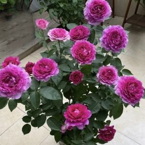 hoa hồng ngoại sheherazade