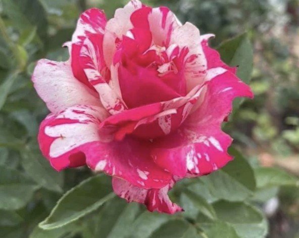 hoa hồng ngoại soutine hoa hồng ngoại soutine