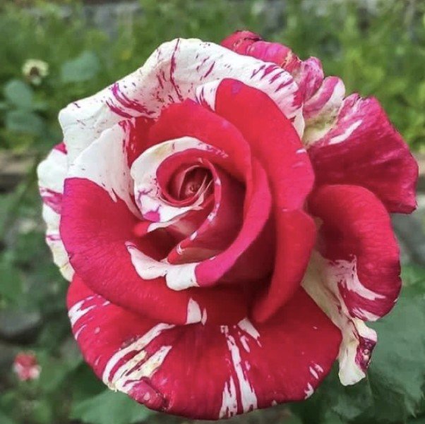 hoa hồng ngoại soutine hoa hồng ngoại soutine