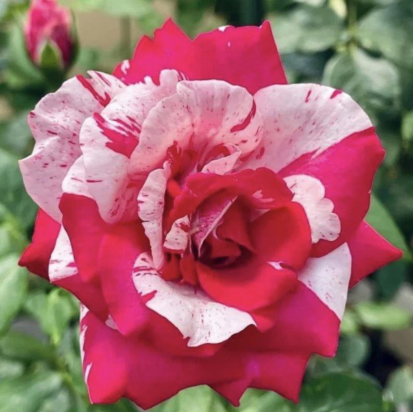 hoa hồng ngoại soutine hoa hồng ngoại soutine