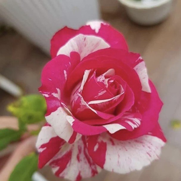 hoa hồng ngoại soutine hoa hồng ngoại soutine