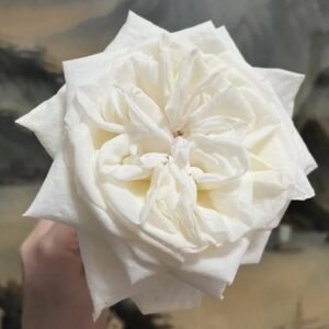 hoa hồng white ohara