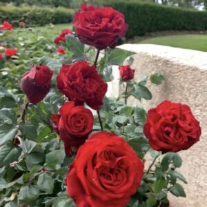 hoa hồng red ohara