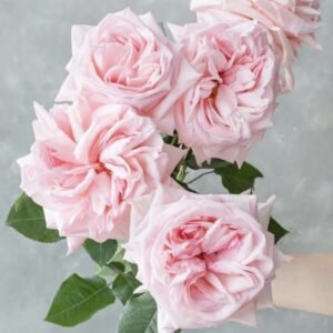 hoa hồng pink ohara