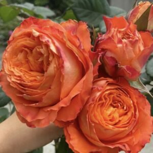 hoa hồng orange romantica