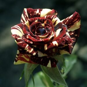 hoa hồng phù thủy abracadabra