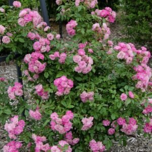 hoa hồng siêu nụ otto line