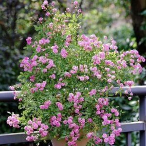 hoa hồng siêu nụ pingpong