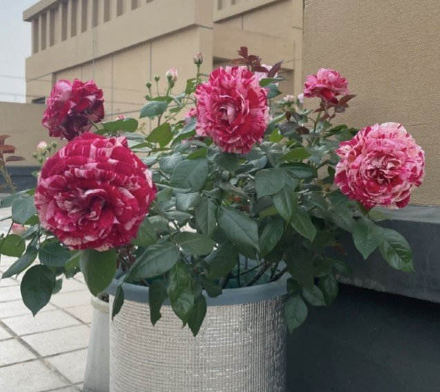 hoa hồng sọc julio iglesias hoa hồng sọc julio iglesias