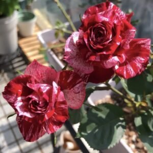 hoa hồng sọc julio iglesias