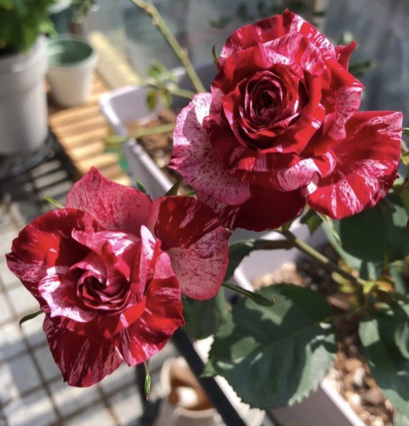 hoa hồng sọc julio iglesias hoa hồng sọc julio iglesias