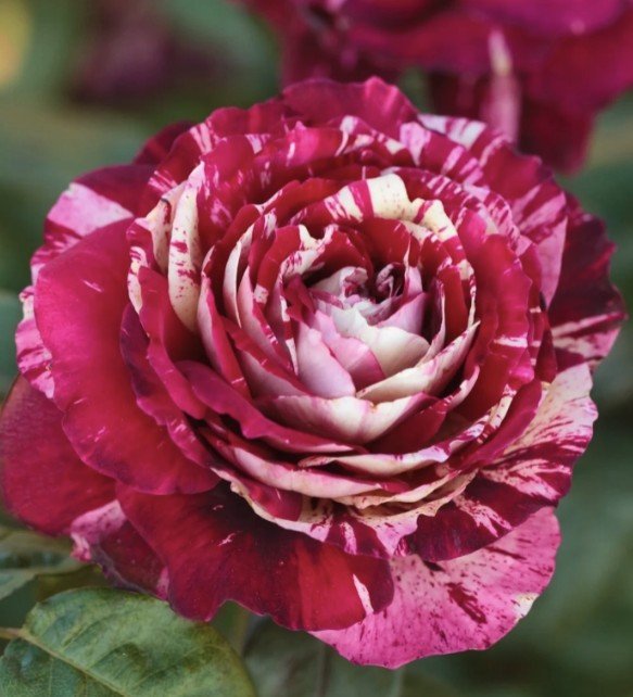 hoa hồng sọc julio iglesias hoa hồng sọc julio iglesias