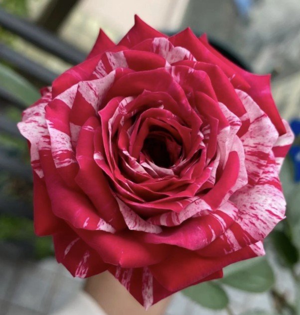 hoa hồng sọc julio iglesias hoa hồng sọc julio iglesias