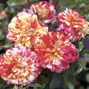 hoa hồng sọc magic american