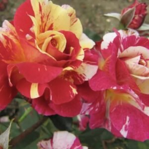 hoa hồng sọc utrilo