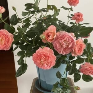 hoa hồng summer fire work