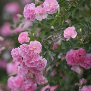 hoa hồng summer snow