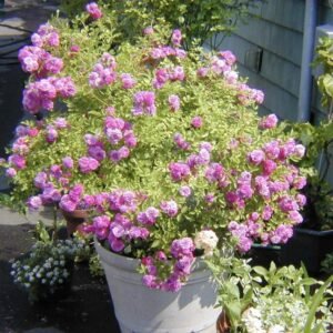 hoa hồng bụi sweet chariot