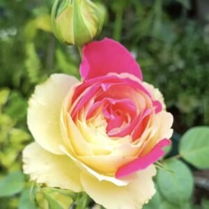 hoa hồng temptress moon